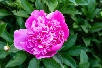 Peony flowers blooming in garden