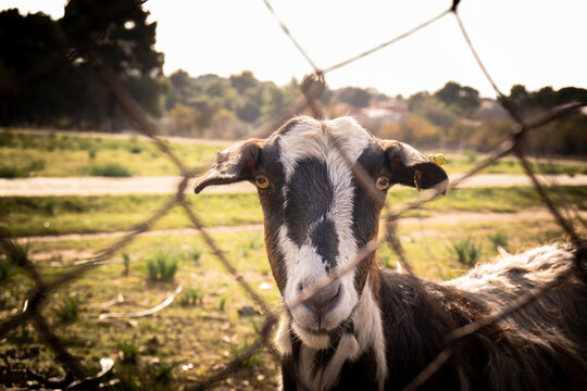 A goat in a field looking the camera