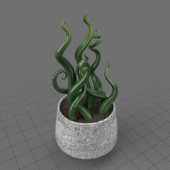 Plant with tendrils in pot