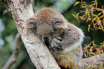 Koala sleeping - Victoria, Australia