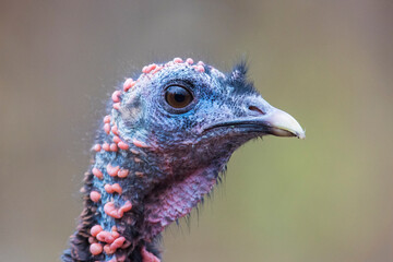 wild turkey portrait