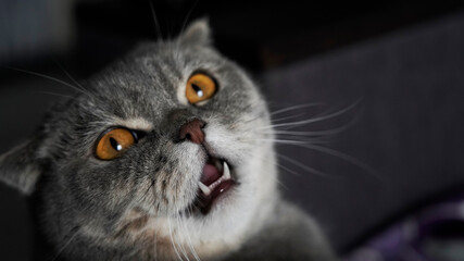angry cat, growls with sharp teeth, aggressive pet
