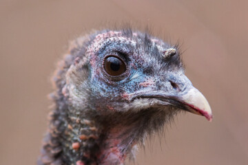 wild turkey portrait