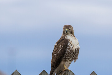 red-tailed hawk (Buteo jamaicensis)