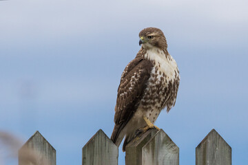 red-tailed hawk (Buteo jamaicensis)