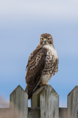 red-tailed hawk (Buteo jamaicensis)