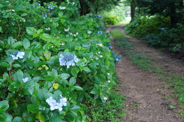 アジサイ