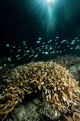 Naklejka na ściany i meble Underwater scene with corals in sunlight
