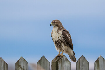 red-tailed hawk (Buteo jamaicensis)