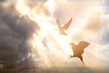 Silhouette of pigeon flying