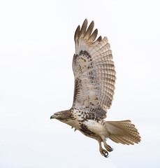red-tailed hawk (Buteo jamaicensis) in flight