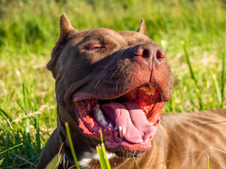chocolate-colored pit bull on green grass background