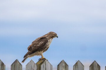 red-tailed hawk (Buteo jamaicensis)