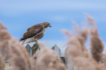 red-tailed hawk (Buteo jamaicensis)