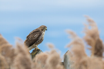 red-tailed hawk (Buteo jamaicensis)