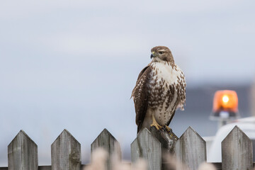 red-tailed hawk (Buteo jamaicensis)