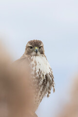 red-tailed hawk (Buteo jamaicensis)