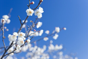 青空を背景にした白梅	