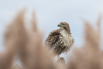 red-tailed hawk (Buteo jamaicensis)