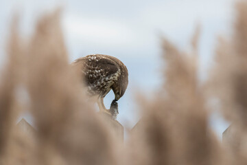 red-tailed hawk (Buteo jamaicensis)
