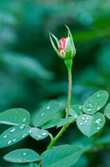 ピンク色の大輪の花を咲かせるディスティニー