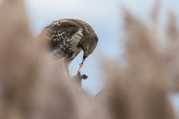 red-tailed hawk (Buteo jamaicensis)