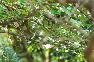 春と秋の渡りの時期に飛来するエゾビタキ