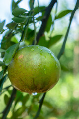 Orange, yellowish green fruit with dew on it.
