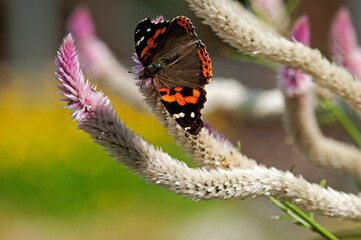 ノゲイトウで羽を休めるヒメアカタテハ