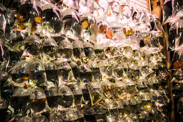 Numerous goldfish sold at Tung Choi Street in Hong Kong_05
