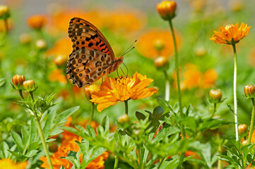 園芸品種のひとつキバナコスモスと蝶