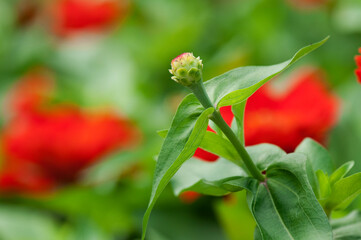 ジニアのつぼみ