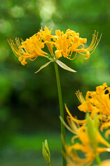 黄色い大きな花の咲くショウキラン