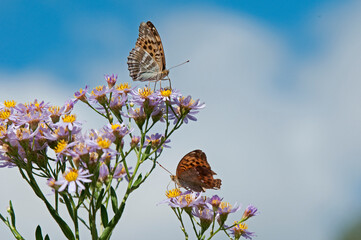 蝶と花と青い空