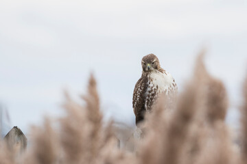 red-tailed hawk (Buteo jamaicensis)