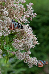 フジバカマで羽を休めるアサギマダラ