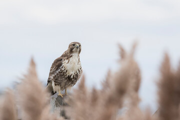 red-tailed hawk (Buteo jamaicensis)