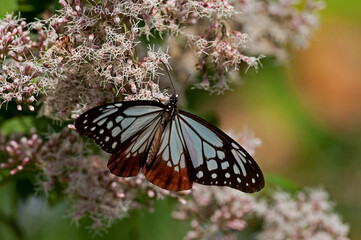 フジバカマで羽を休めるアサギマダラ