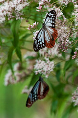 フジバカマで羽を休めるアサギマダラ