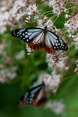フジバカマで羽を休めるアサギマダラ