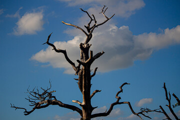 tree silhouette against the sky