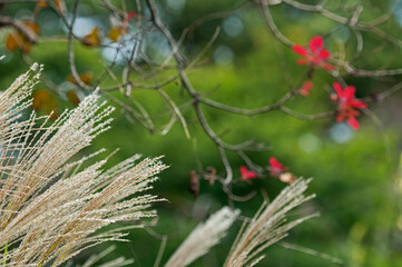 秋の七草の一つススキ