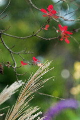 秋の七草の一つススキ