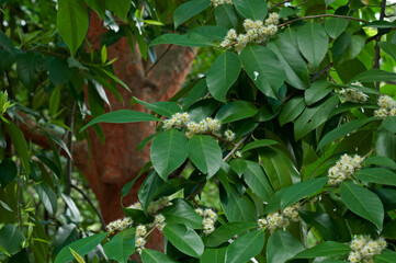 天然記念物にも指定されているバクチノキ