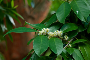 天然記念物にも指定されているバクチノキ