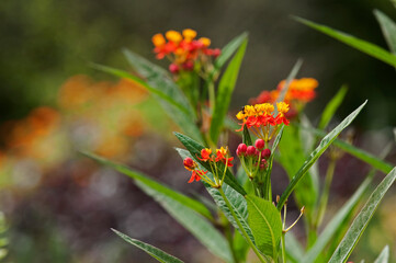オレンジ色の鮮やかな花のアスクレピアス