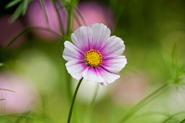 華やかな縁取りが目を引くコスモスの花	
