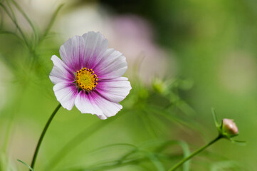 華やかな縁取りが目を引くコスモスの花	