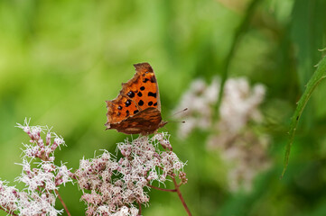 フジバカマで羽を休めるキタテハ