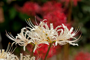 秋の田畑に咲く彼岸花